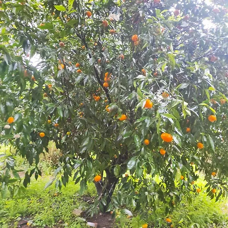 Casa Da Accommodatie bij particulieren Budens