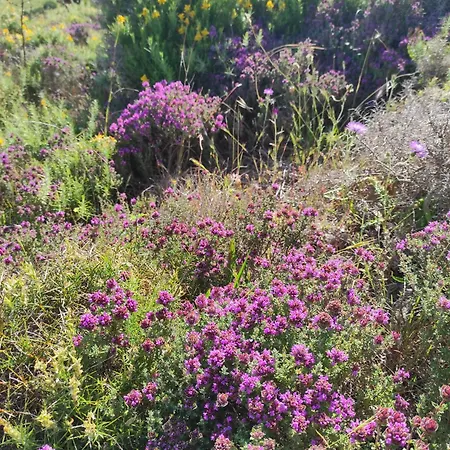 Casa Da Privat bolig Budens